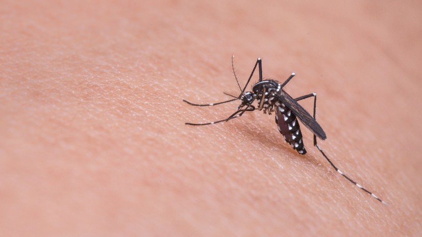 В Госдуме прокомментировали сообщения об опасных комарах на юге России