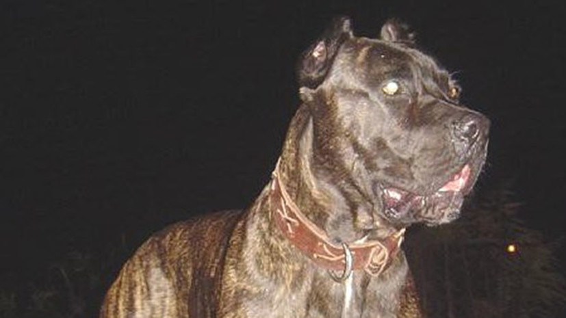 Юрист прокомментировал предложение наказывать хозяев за нападение собак на людей