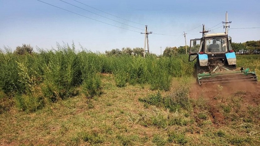В Ставропольском крае уничтожили 6,7 га дикорастущей конопли