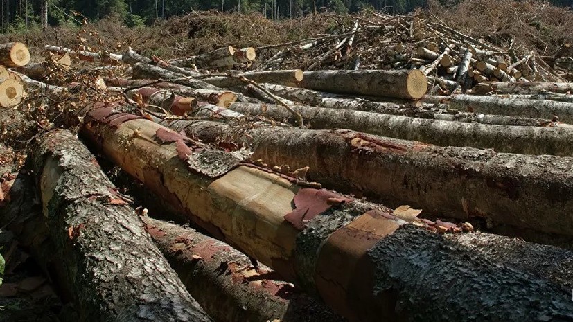 На Украине атаковали снимавших незаконную вырубку леса журналистов