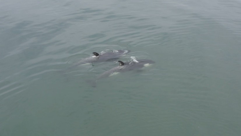 Последних косаток и группу белух из «китовой тюрьмы» выпустили в Охотское море