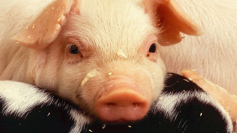 В Приамурье введён режим ЧС из-за вспышки африканской чумы свиней