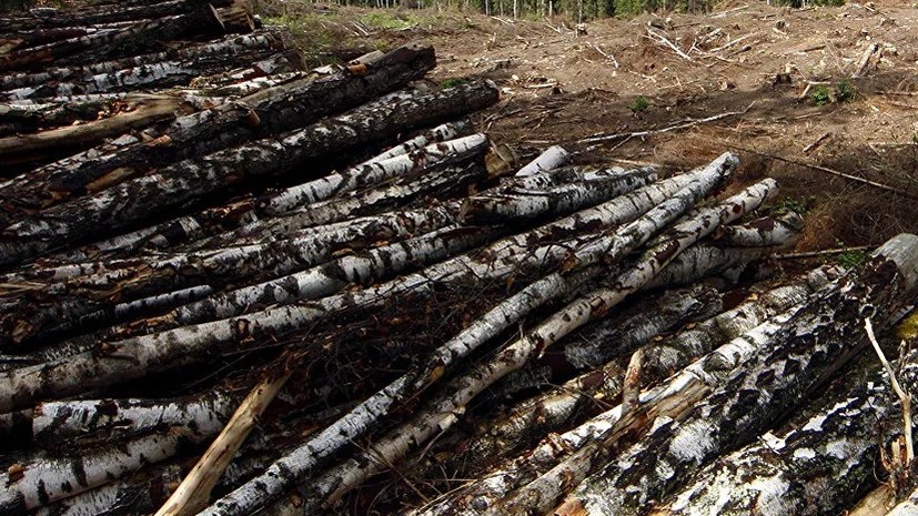В Нижегородской области предстанут перед судом двое мужчин по делу о незаконной вырубке леса