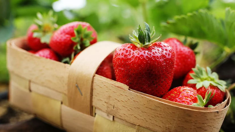 Финляндия ограничит ввоз ягод из России