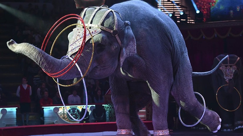 Фестиваль циркового искусства состоится 14—16 сентября в Москве