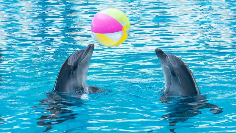 В дельфинарии в Петербурге произошёл пожар