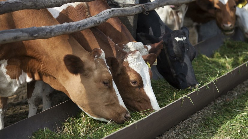 В Тверской области рассказали о планах увеличить производство молока
