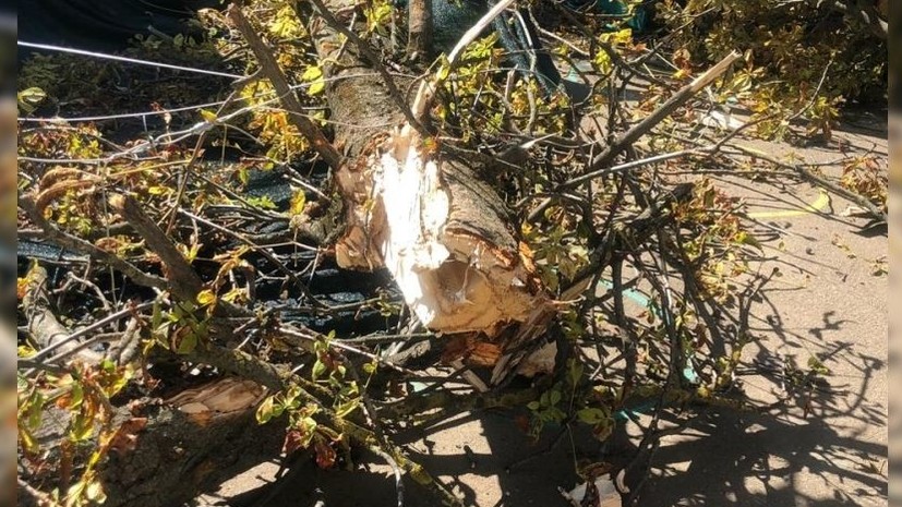 В Краснодаре проверят деревья на территории всех детсадов и школ