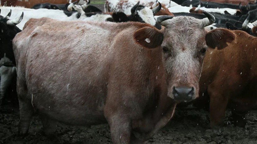 Белоруссия ограничила ввоз скота из Тюменской области