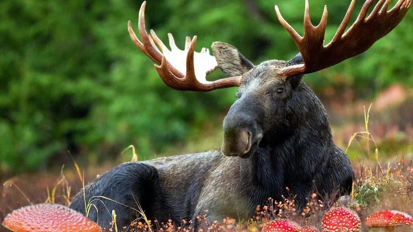 Восемь человек пострадали при столкновении машины с лосем под Пензой