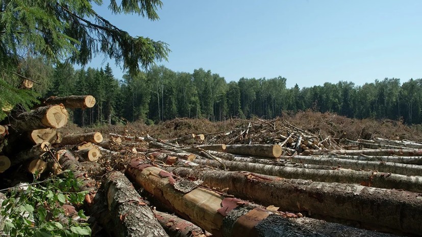 В Татарстане выявили факт незаконной рубки леса