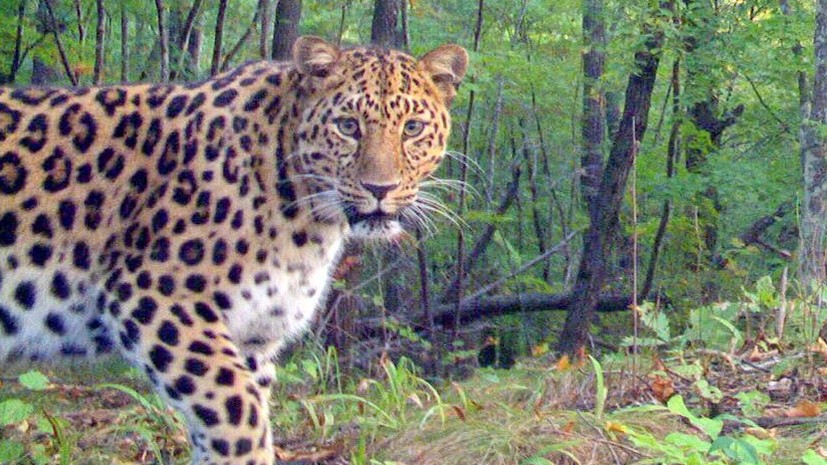 В нацпарке «Земля леопарда» появились на свет два котёнка дальневосточного леопарда