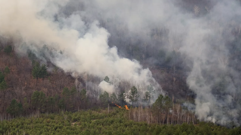 ГП выявила случаи укрывательства преступлений при лесных пожарах