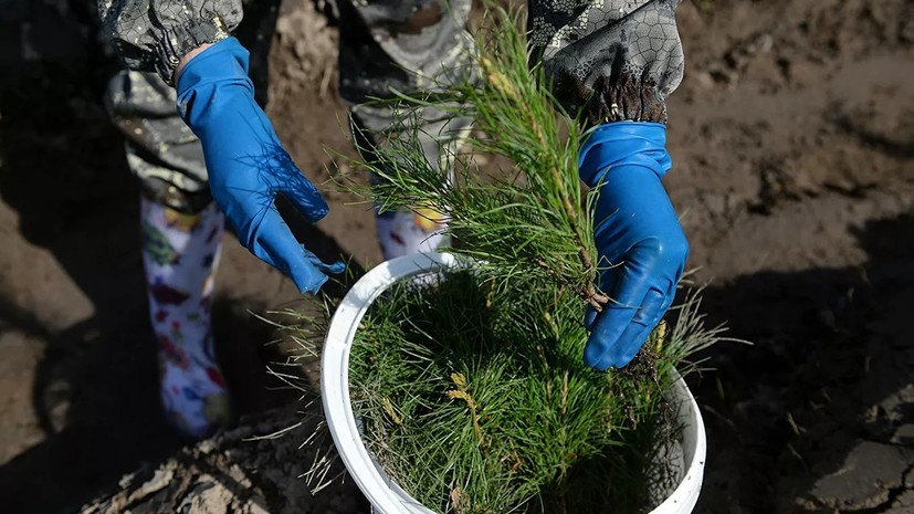 В центре Москвы высадят более 460 деревьев и 32 тысячи кустарников