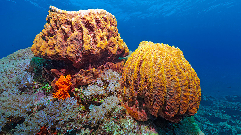 Природный фильтр: учёные научились делать графит из морских губок