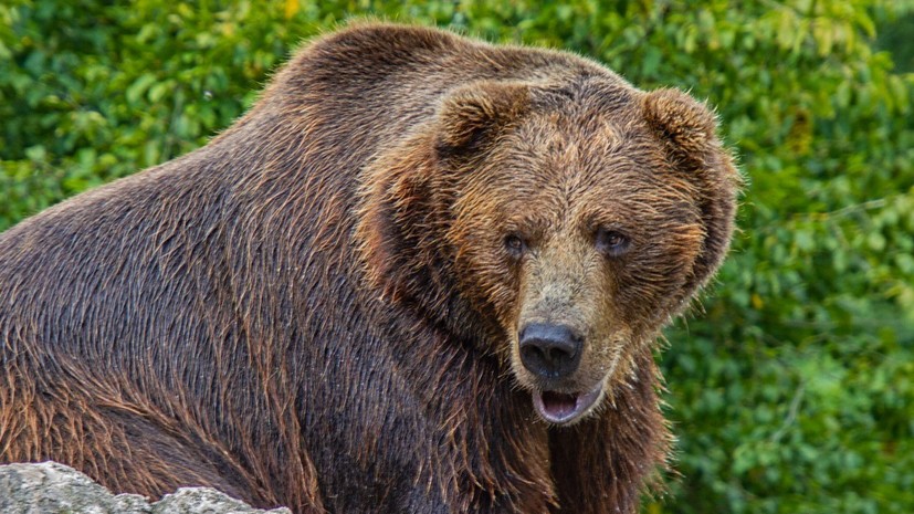 Пострадавший при нападении медведя на Курилах доставлен на Сахалин