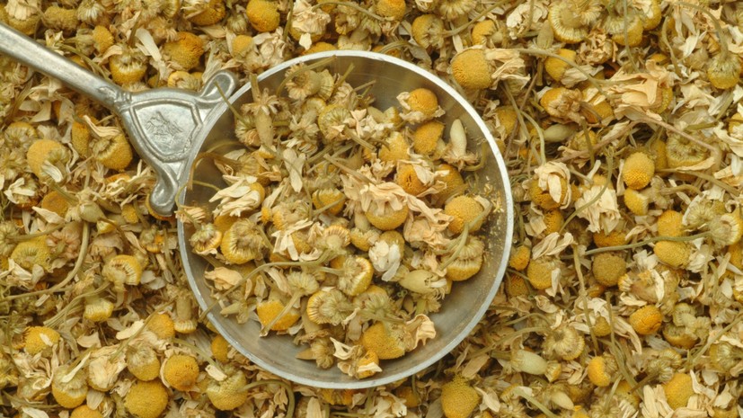 Роскачество обнаружило в аптечной ромашке плесень