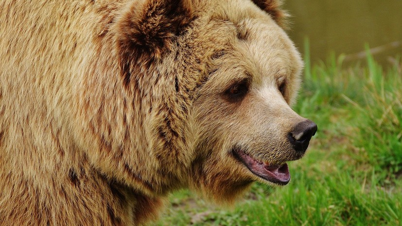 На Камчатке посмертно наградили подростка, спасшего брата от медведя