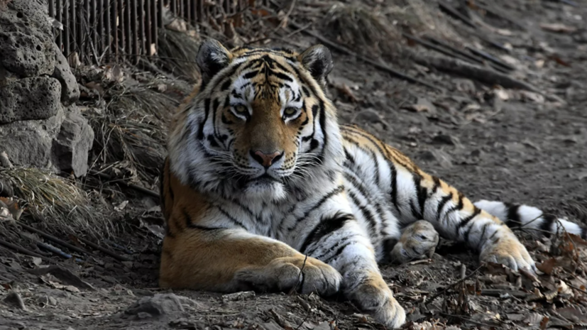 МВД начало проверку из-за жестокого обращения с тигром в зоопарке в Приамурье
