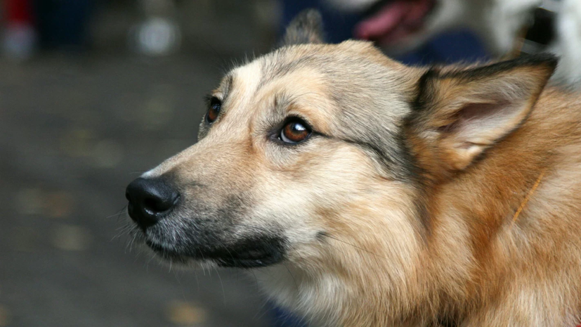 Около 440 тысяч животных получили прививку от бешенства в Подмосковье с начала года