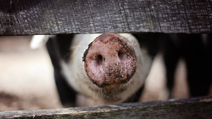 Около четверти мирового свиного поголовья может погибнуть из-за АЧС