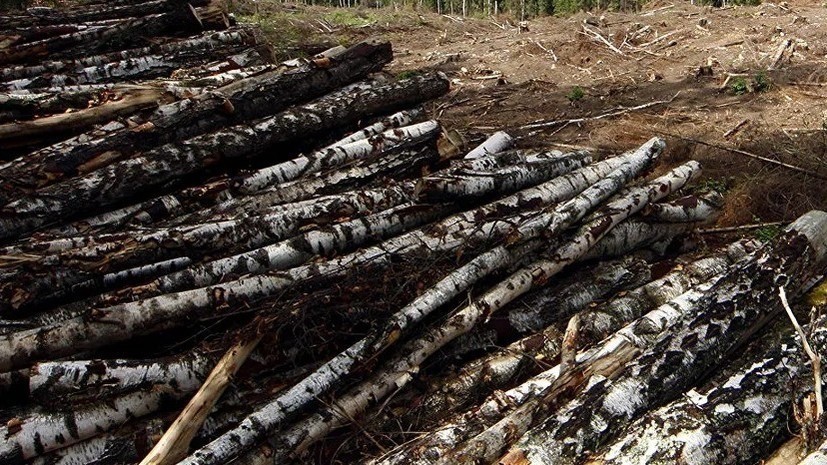 В Удмуртии завели дело в отношении «чёрных лесорубов» из-за ущерба в 725 тысяч рублей