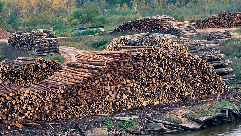 В Россельхознадзоре рассказали о незаконном вывозе хвойной древесины в регионах