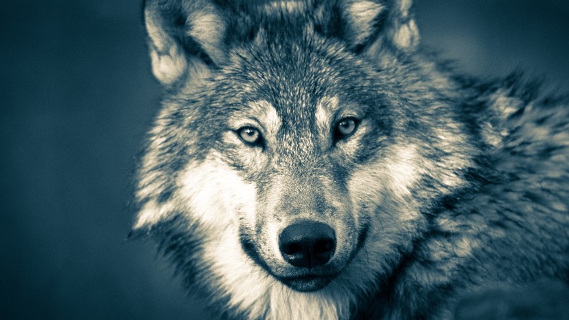 Серый волк из Монголии прошёл рекордные 7247 км за один год