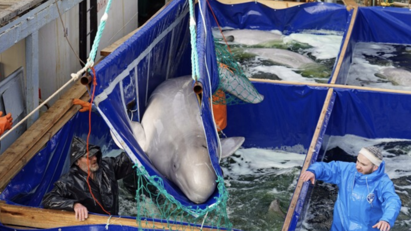 Последние белухи из «китовой тюрьмы» в Приморье выпущены на свободу