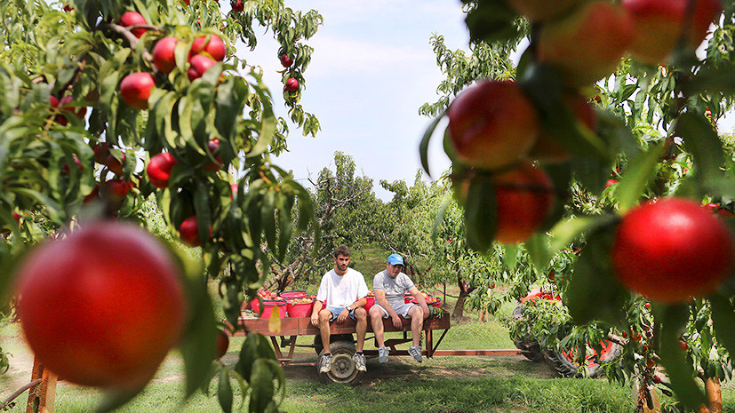 Урожай плодов и ягод в Ставропольском крае вырос на 10%