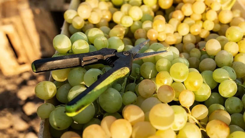 В Севастополе заявили о рекордном урожае винограда за последние пять лет