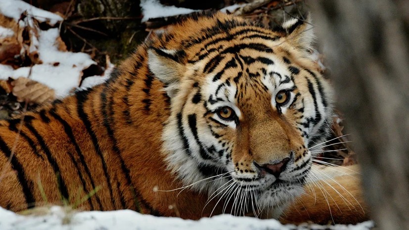 Зоопарки Сибири и Урала начали готовиться к аномальным холодам