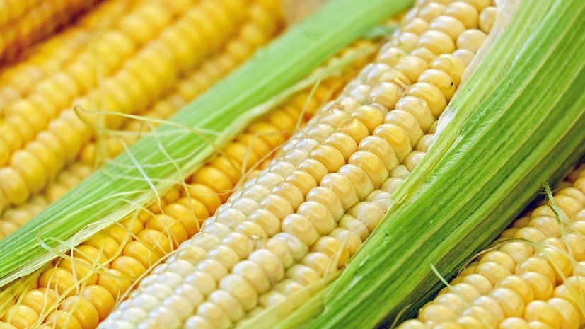 Польша желает лишить Украину преференций для поставок в ЕС кукурузы