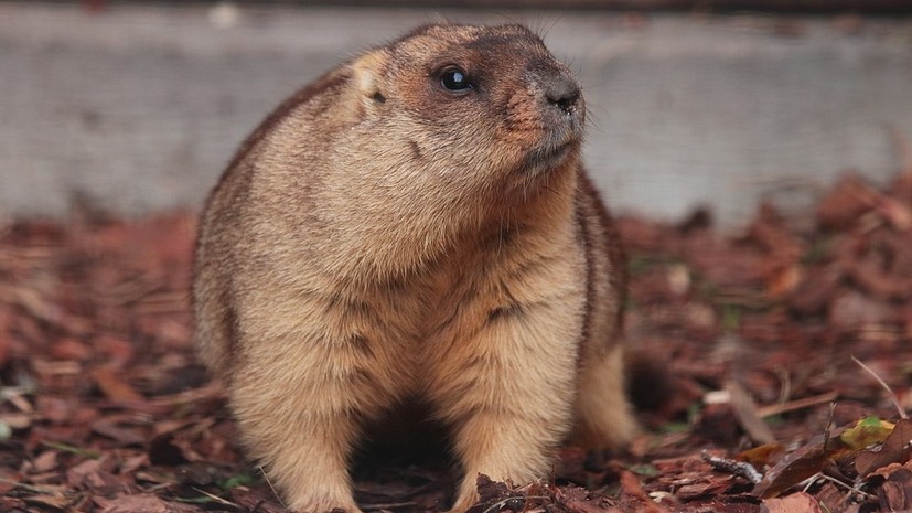 В Ленинградском зоопарке сурки впали в спячку из-за морозов