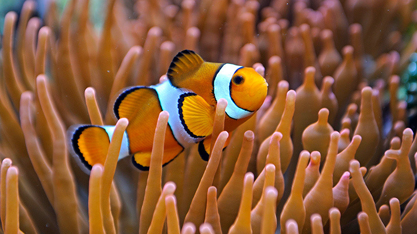 Рыба-клоун не может адаптироваться к быстрым изменениям окружающей среды
