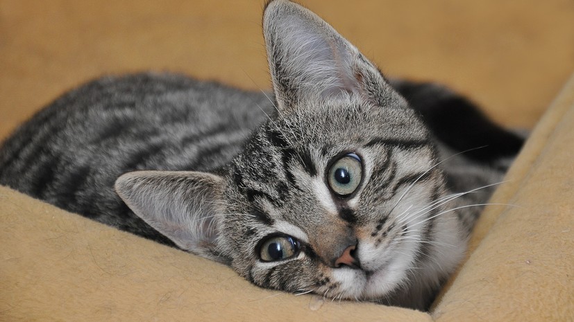 Эксперт оценила новые требования к приютам для животных