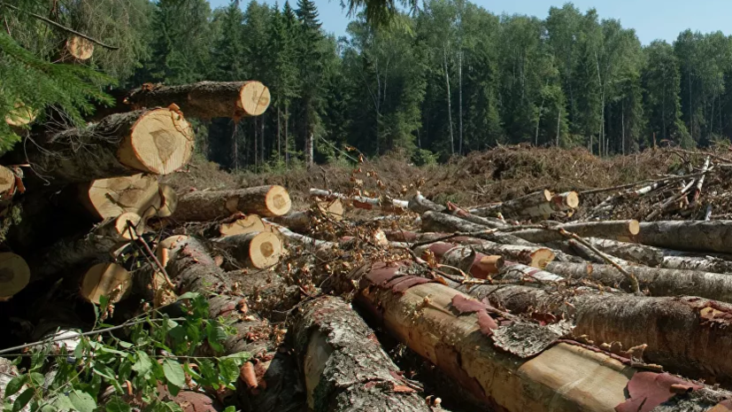 В Симферополе возбудили дело из-за незаконной вырубки деревьев