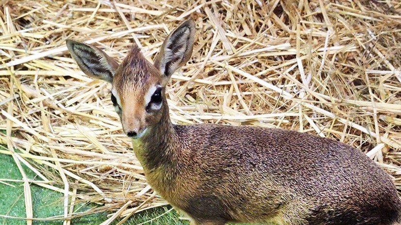 В Московском зоопарке родился детёныш антилопы дикдик