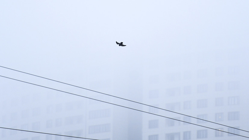 Спасатели предупредили о тумане в Петербурге
