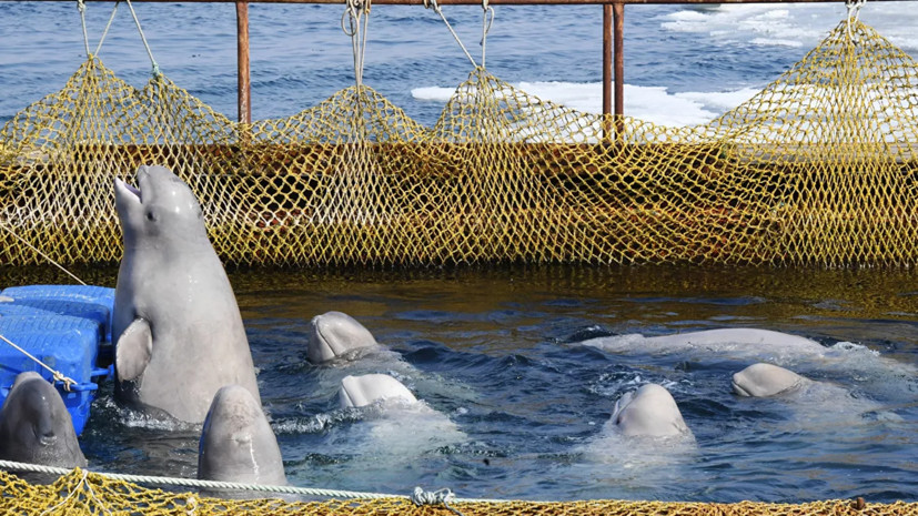 В Росрыболовстве рассказали о белухах, освобождённых из «китовой тюрьмы»