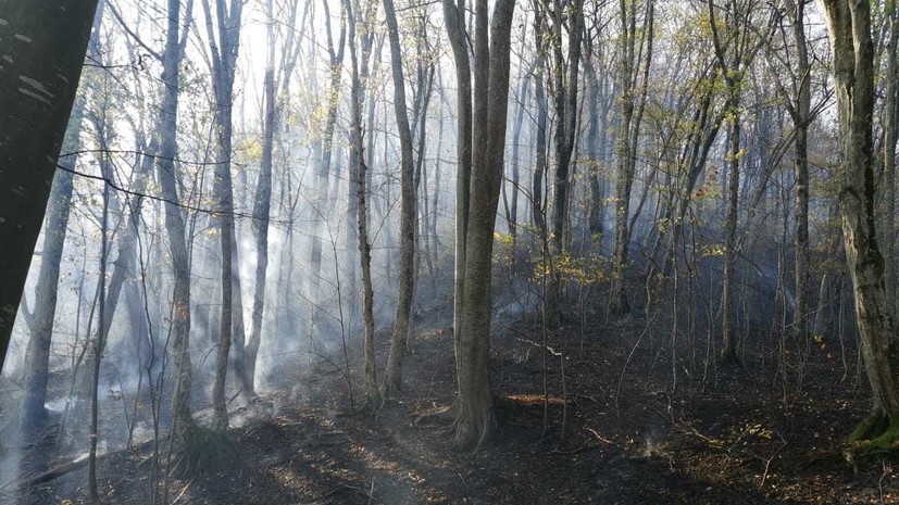 В Сочинском нацпарке локализовали лесной пожар
