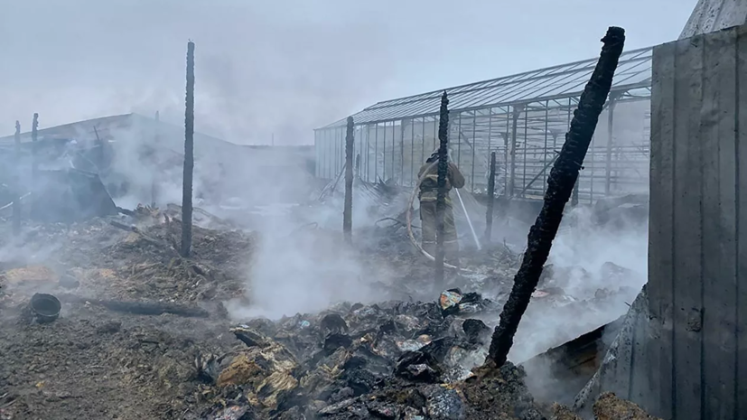 Прокуратура начала проверку из-за пожара в теплицах в Подмосковье