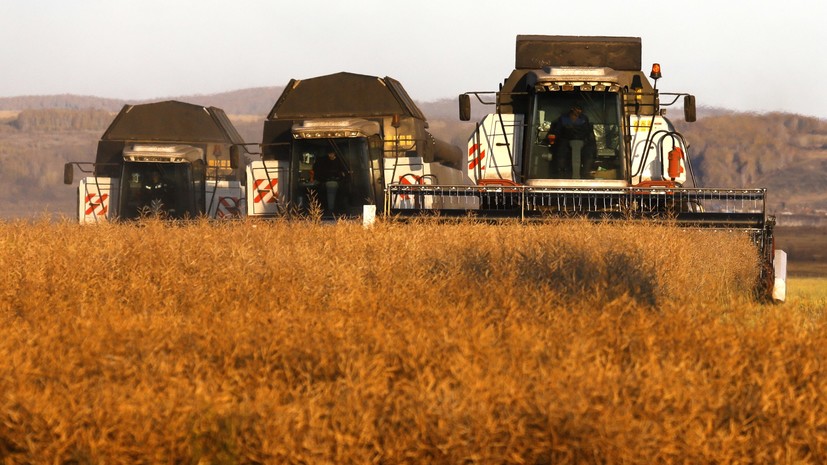Что посеешь: Минсельхоз США прогнозирует рекордный урожай подсолнечника в России