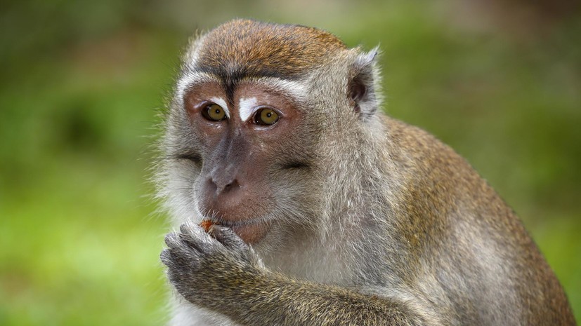 В Калуге заявили о краже десяти обезьян из центра реабилитации диких животных