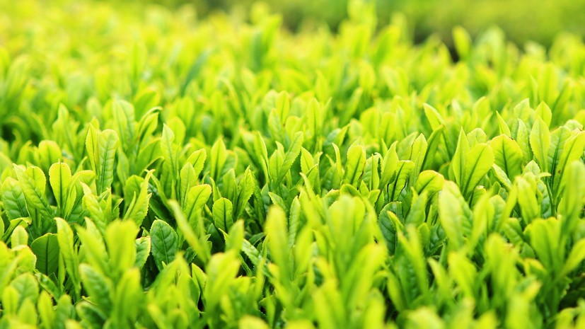 Эксперт оценил перспективы восстановления заброшенных плантаций чая в Краснодарском крае
