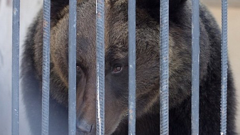 В казанском зоопарке из-за тепла проснулись медведи