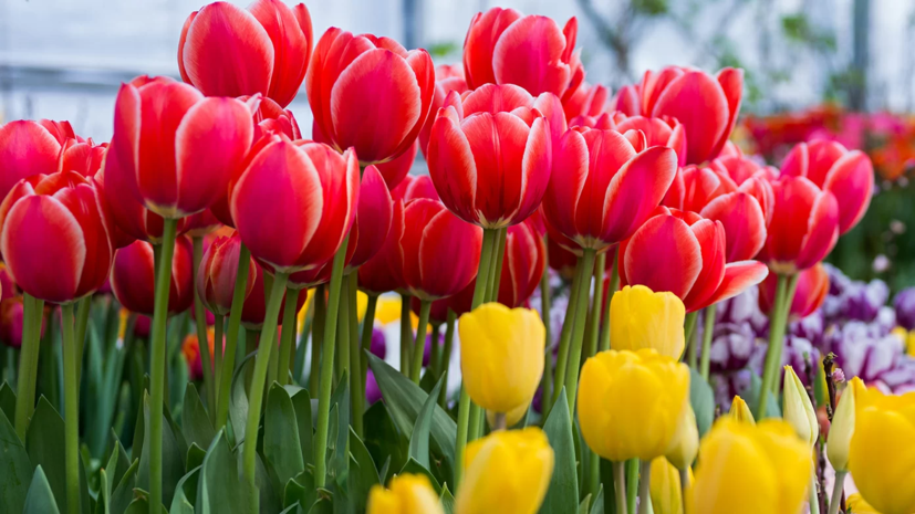 В Москве пройдёт выставка тюльпанов
