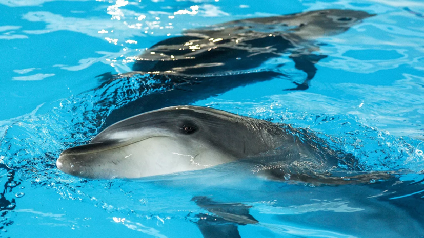 Учёные оценили ситуацию с численностью дельфинов в Чёрном море