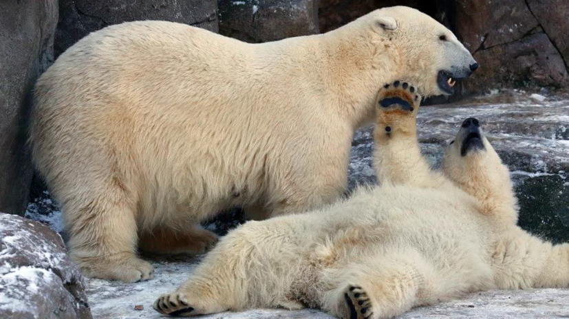 В Московском зоопарке пройдёт День полярного медведя