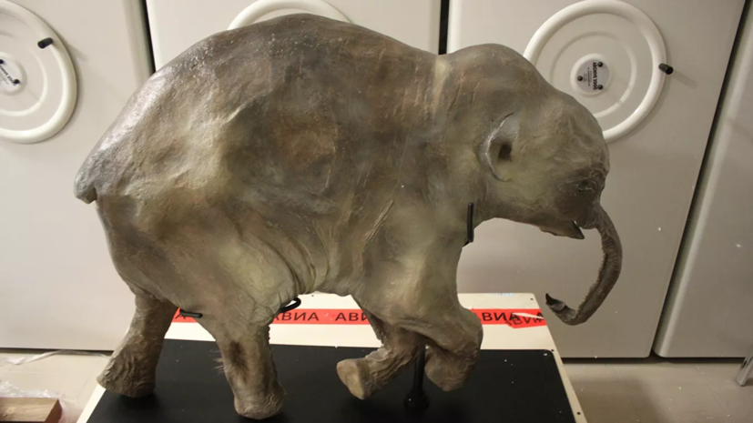 В тюменском музее открылась выставка с мамонтёнком Любой